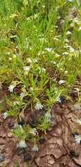 Scaevola amblyanthera