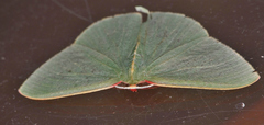 Chlorocoma assimilis