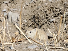 Ochotona dauurica