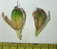 Colchicum melanthioides image