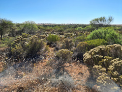 Verticordia polytricha