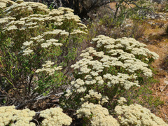 Verticordia polytricha