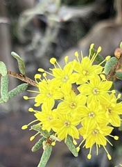 Phebalium stenophyllum