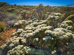 Verticordia polytricha