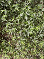 Ichnanthus pallens