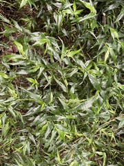Ichnanthus pallens