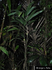 Bactris schultesii