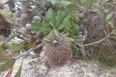 Banksia lemanniana