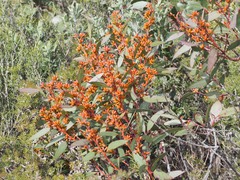 Eucalyptus uncinata uncinata