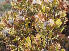 Banksia heliantha