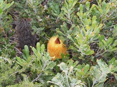 Banksia media