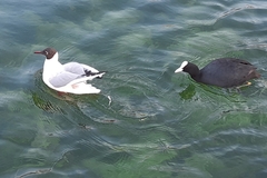 Chroicocephalus ridibundus