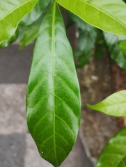 Tabernaemontana divaricata