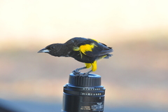 Icterus melanopsis