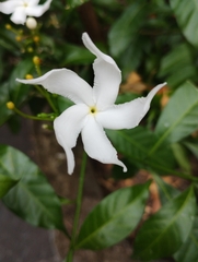 Tabernaemontana divaricata