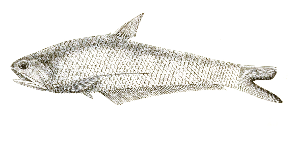 Gangetic Hairfin Anchovy
