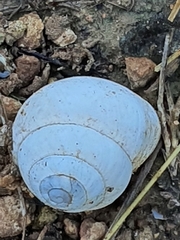 Sphincterochila