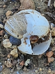 Sphincterochila