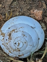 Sphincterochila
