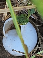 Sphincterochila