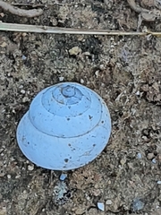 Sphincterochila