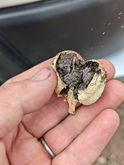 Agaricus columellatus