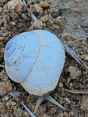 Sphincterochila