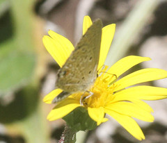 Zizeeria knysna
