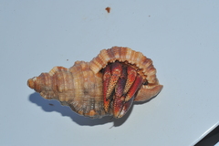 Monoplex aquatilis