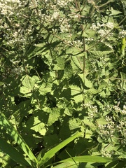 Eupatorium cordigerum