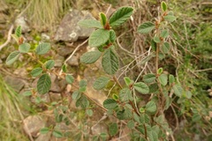 Pomaderris eriocephala