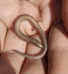 Eastern Robust Slider photo 3