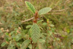 Pomaderris eriocephala