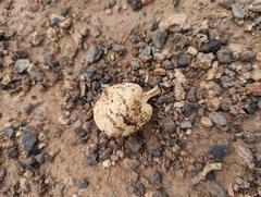 Agaricus columellatus