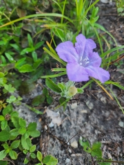 Ruellia ciliosa