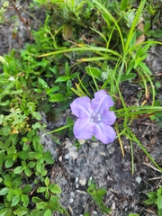 Ruellia ciliosa
