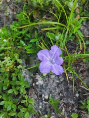 Ruellia ciliosa