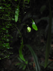 Utricularia asplundii