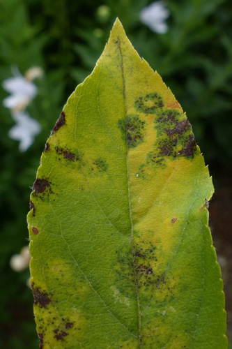 Apple Scab