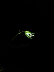 Utricularia asplundii