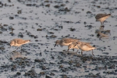Calidris ruficollis