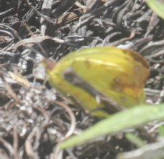 Eurema desjardinsii