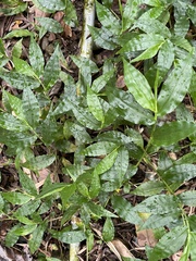 Ichnanthus pallens