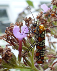 Atteva aurea