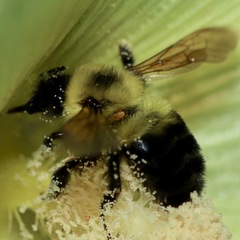 Parasitidae