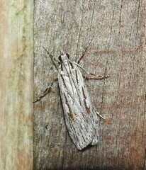 Scoparia indistinctalis