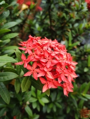 Ixora coccinea