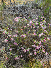 Verticordia oculata