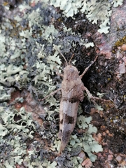 Oedipoda caerulescens sardeti