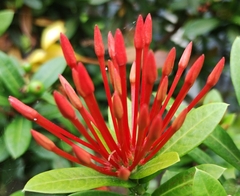 Ixora coccinea